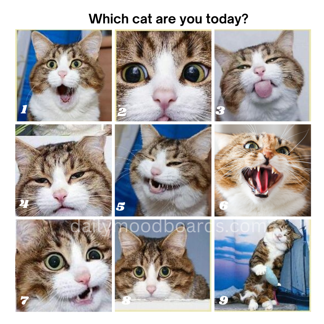 Nine cats with different expressions representing different moods and emotions