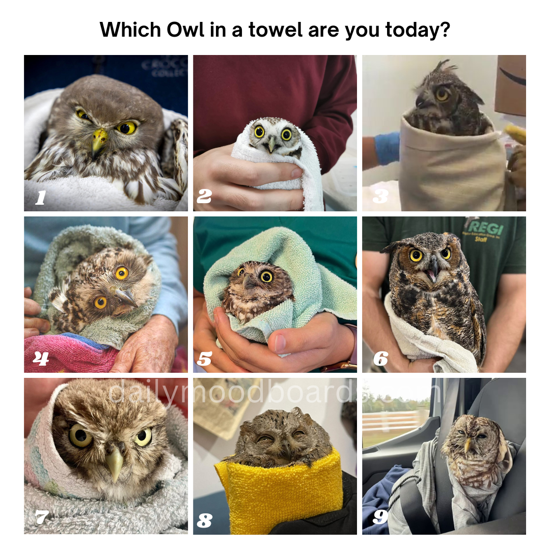 Nine rescued owls wrapped in towels with different expressions representing different moods